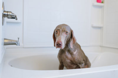 Close-up of dog in bathroom