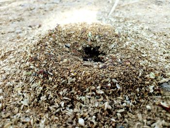 Close-up of shells on sand