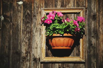 Close-up of pink flower pot on potted plant against wall