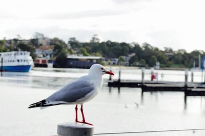 Close-up of seagull perching on bollard against sky