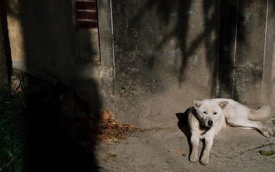 Dog in sunlight