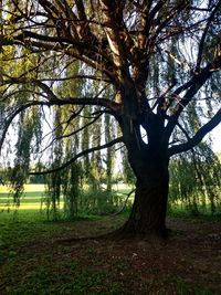 Trees on field in forest