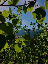 Low angle view of trees against sky