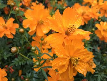 Close-up of wet orange flowering plant