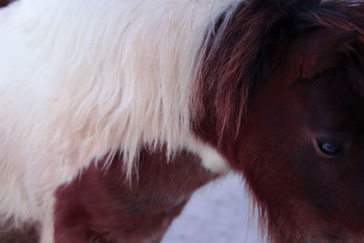 Close-up of a horse