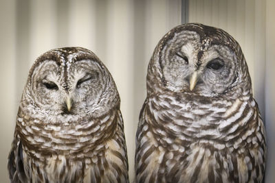 Close-up portrait of owl