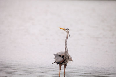 Wading great blue heron ardea herodias in an estuary before tigertail beach in marco island, florida