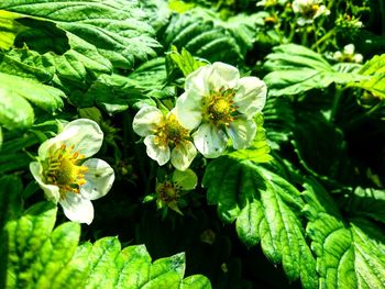 Close-up of flowers