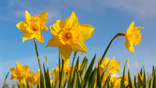 Yellow dutch daffodil flower close up low angle of view with blue sky background