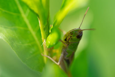 Close-up of grasshopper on plant