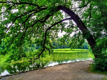 Scenic view of lake in forest