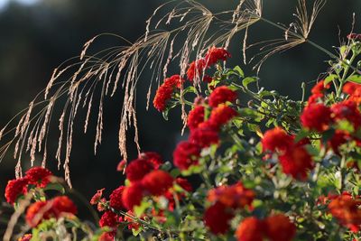 Close-up of red flowers growing on tree