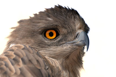 Close-up of a bird against white background