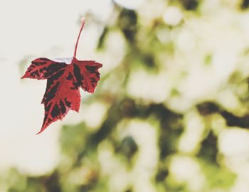 Close-up of red maple leaf against blurred background