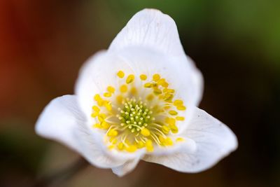 Close-up of white flowering plant