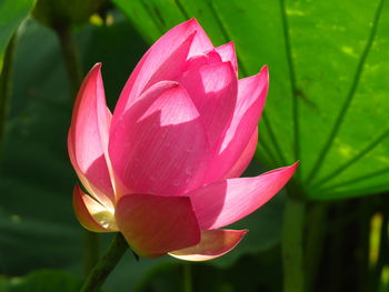 Close-up of pink water lily