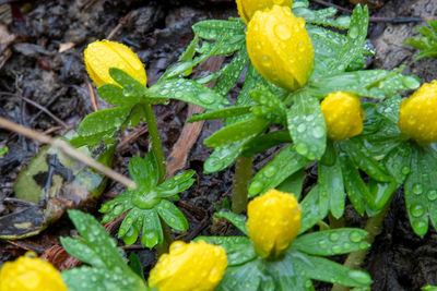 High angle view of water drops on yellow flowering plant