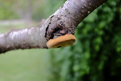 Close-up of mushroom growing on tree trunk