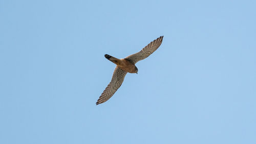 Low angle view of eagle flying in sky