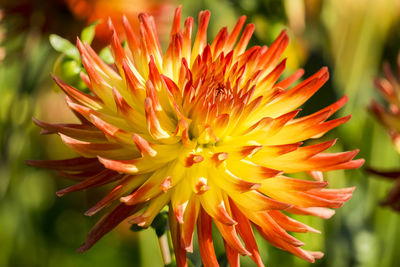 Close-up of orange flower blooming outdoors