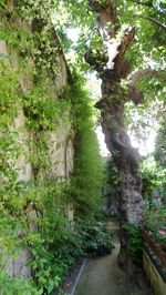 Footpath in garden