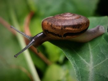 Close-up of snail on leaf