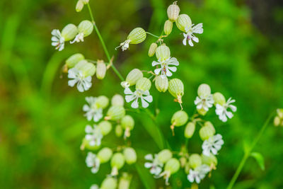 Close-up of white flowering plant