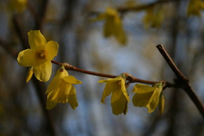 Close-up of yellow flowering plant
