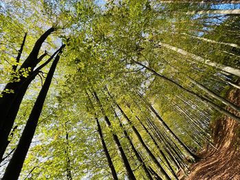 Low angle view of trees in forest