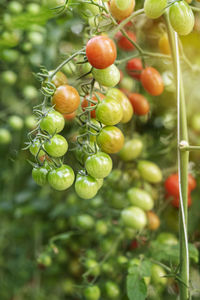 Close-up of berries growing on plant