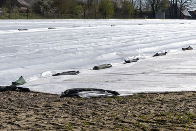 View of an animal on snow covered land