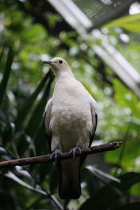 Close-up of bird perching on branch