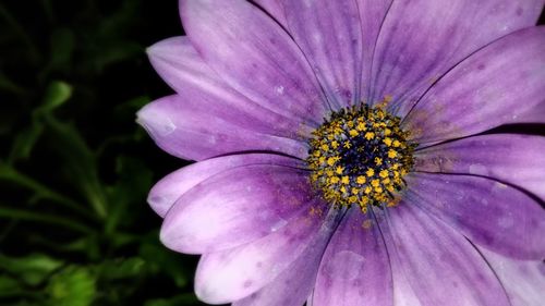 Close-up of pink flower