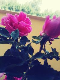 Close-up of pink bougainvillea blooming against sky