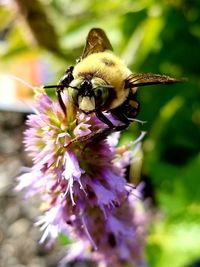 Close-up of bee on purple flower