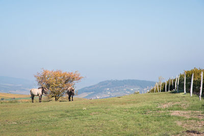 Trees on field against clear sky