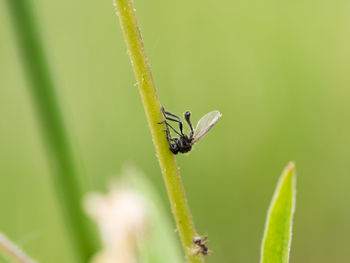 Close-up of insect on plant