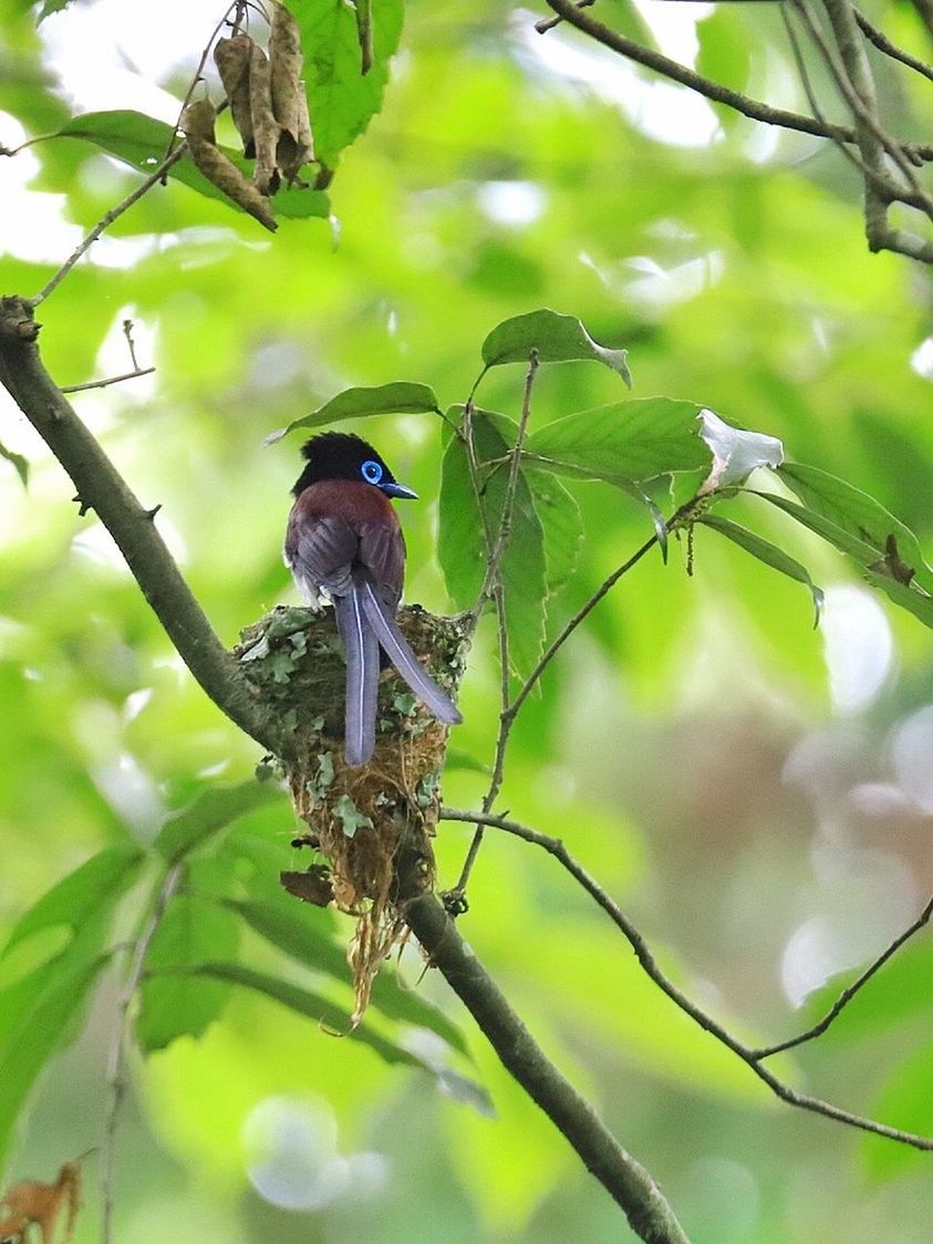 BIRD PERCHING ON TREE