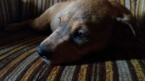 Close-up portrait of dog