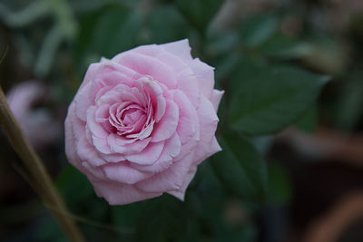 Close-up of pink rose