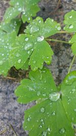 Close-up of raindrops on leaf