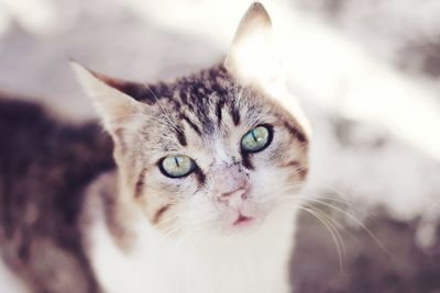 Close-up portrait of cat