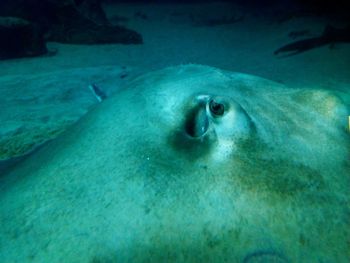 Close-up of fish underwater