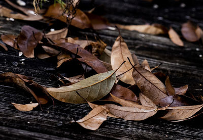 High angle view of dry maple leaves