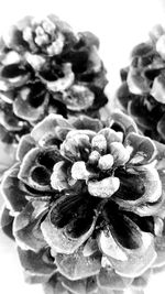 Close-up of flowers