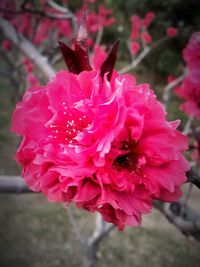 Close-up of honey bee on pink flower