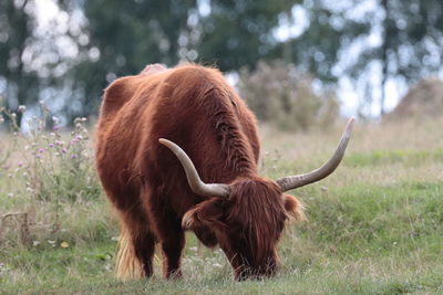 Buffalo  in a field