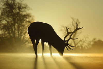 Silhouette of deer against sky during sunset