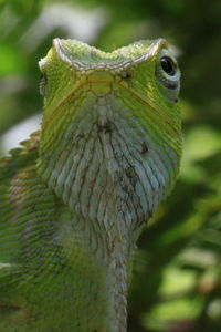 Close-up of green tree lizard