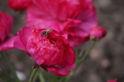 Close-up of bee on pink flower